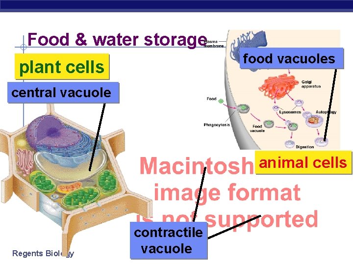 Food & water storage food vacuoles plant cells central vacuole animal cells Regents Biology