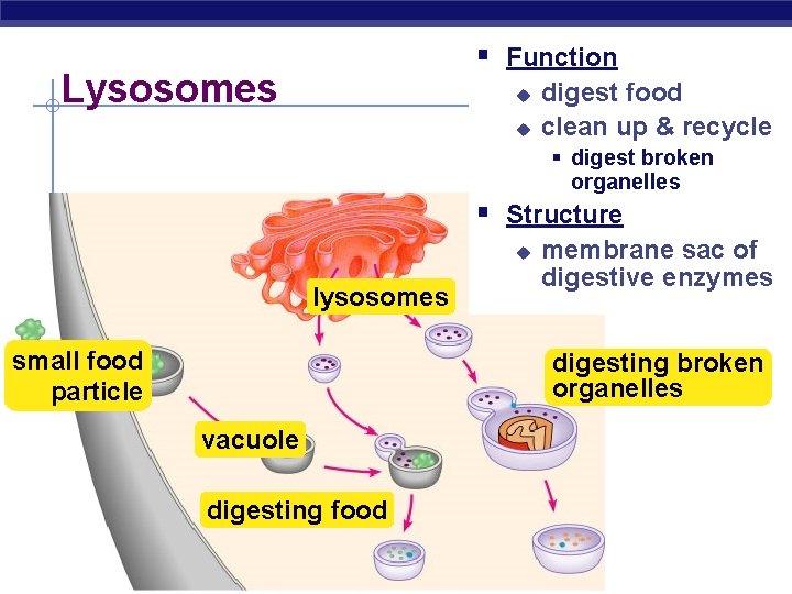 § Function Lysosomes u u digest food clean up & recycle § digest broken