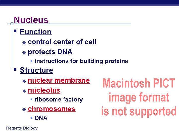 Nucleus § Function control center of cell u protects DNA u § instructions for