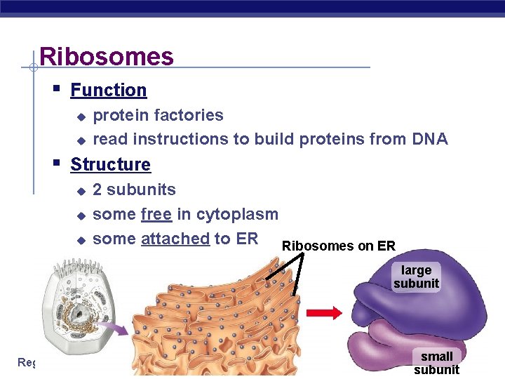 Ribosomes § Function u u protein factories read instructions to build proteins from DNA