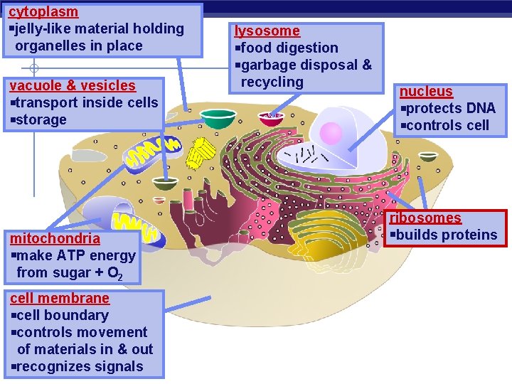cytoplasm jelly-like material holding organelles in place vacuole & vesicles transport inside cells storage