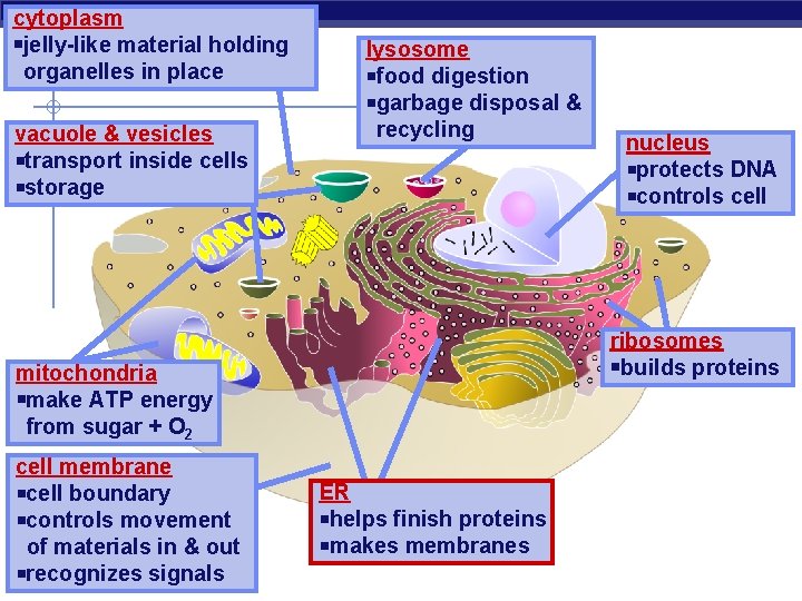 cytoplasm jelly-like material holding organelles in place vacuole & vesicles transport inside cells storage