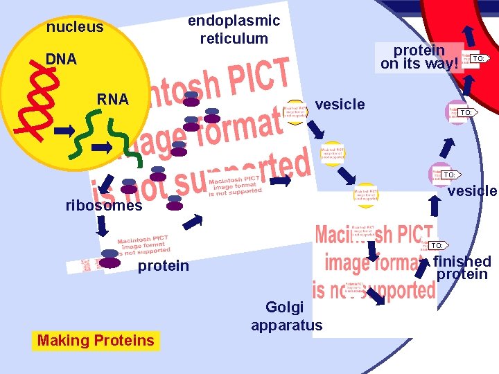 endoplasmic reticulum nucleus protein on its way! DNA RNA vesicle TO: vesicle ribosomes TO: