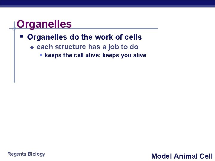 Organelles § Organelles do the work of cells u each structure has a job