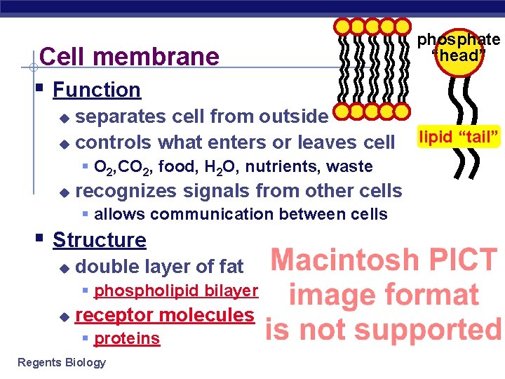 Cell membrane § Function separates cell from outside u controls what enters or leaves