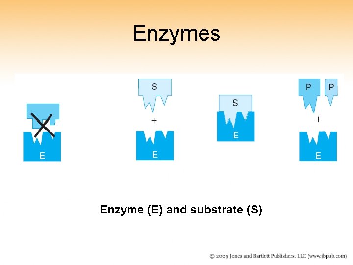 Enzymes Enzyme (E) and substrate (S) 