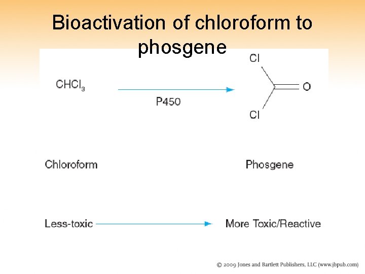 Bioactivation of chloroform to phosgene 