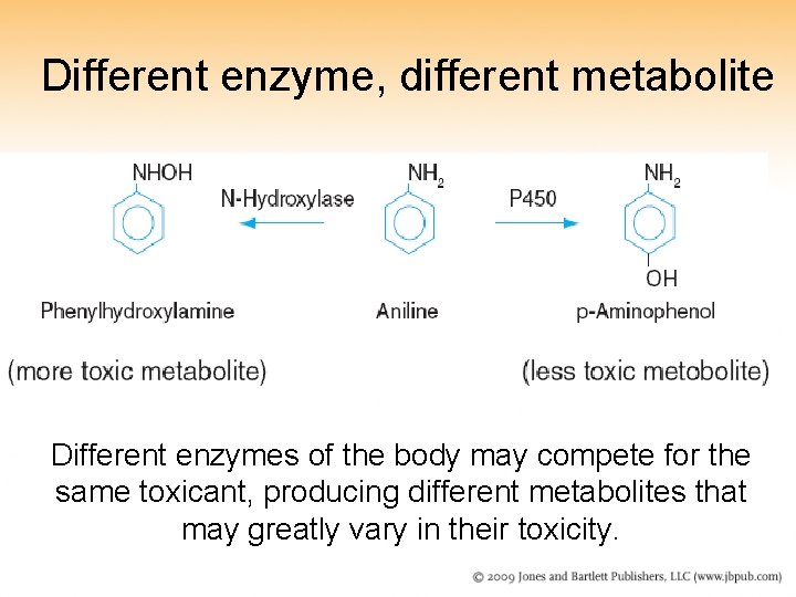Different enzyme, different metabolite Different enzymes of the body may compete for the same