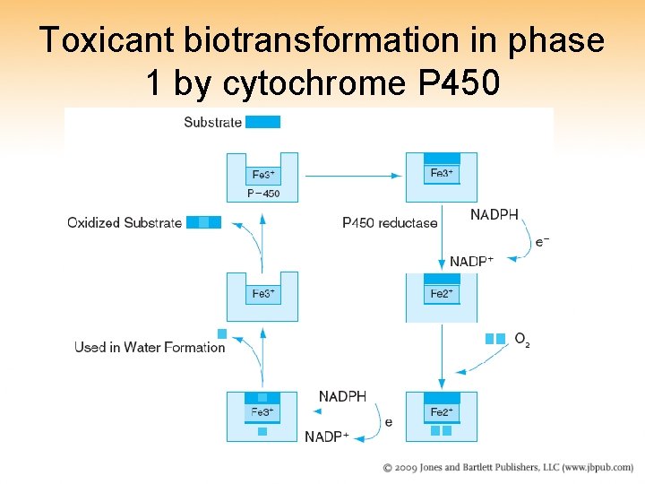 Toxicant biotransformation in phase 1 by cytochrome P 450 