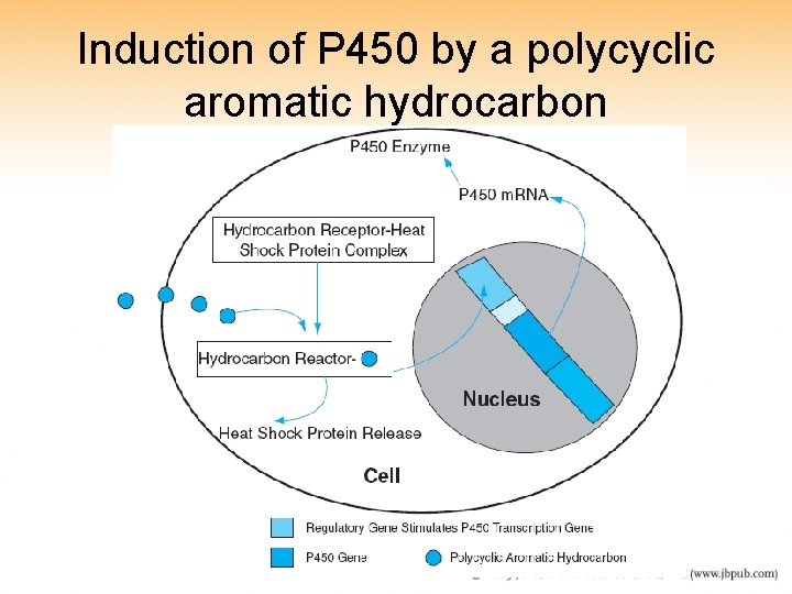Induction of P 450 by a polycyclic aromatic hydrocarbon 