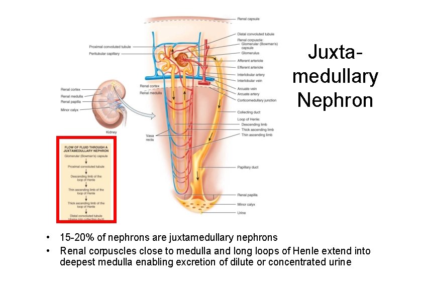 Juxtamedullary Nephron • 15 -20% of nephrons are juxtamedullary nephrons • Renal corpuscles close