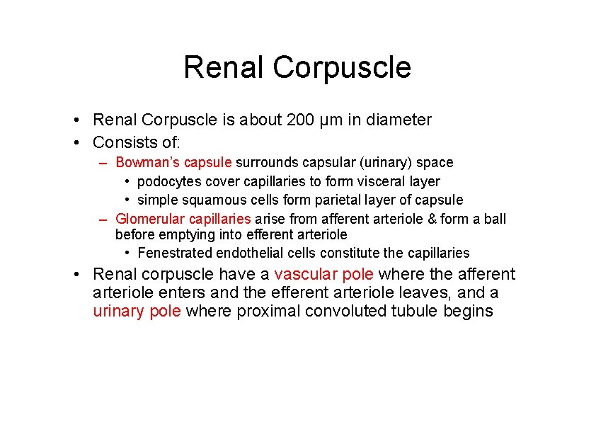 Renal Corpuscle • Renal Corpuscle is about 200 μm in diameter • Consists of: