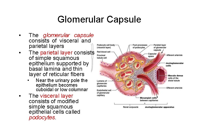 Glomerular Capsule • • The glomerular capsule consists of visceral and parietal layers The