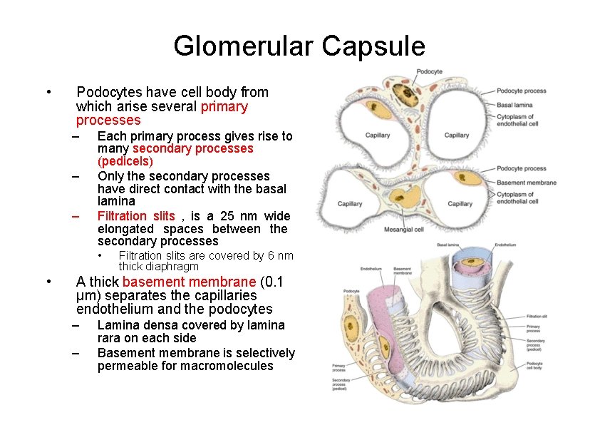 Glomerular Capsule • Podocytes have cell body from which arise several primary processes –