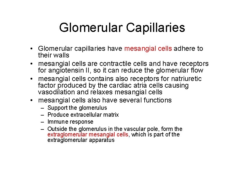 Glomerular Capillaries • Glomerular capillaries have mesangial cells adhere to their walls • mesangial