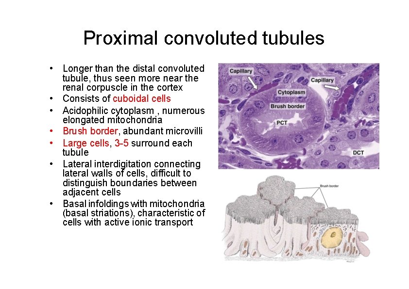 Proximal convoluted tubules • Longer than the distal convoluted tubule, thus seen more near