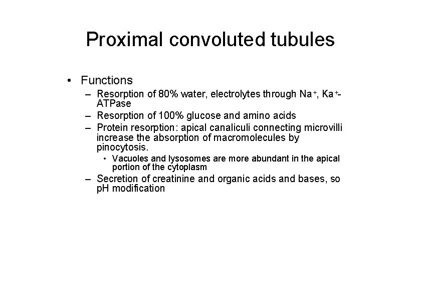 Proximal convoluted tubules • Functions – Resorption of 80% water, electrolytes through Na+, Ka+ATPase
