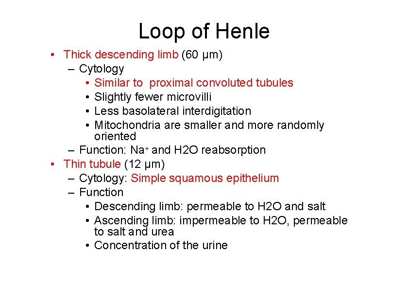 Loop of Henle • Thick descending limb (60 μm) – Cytology • Similar to