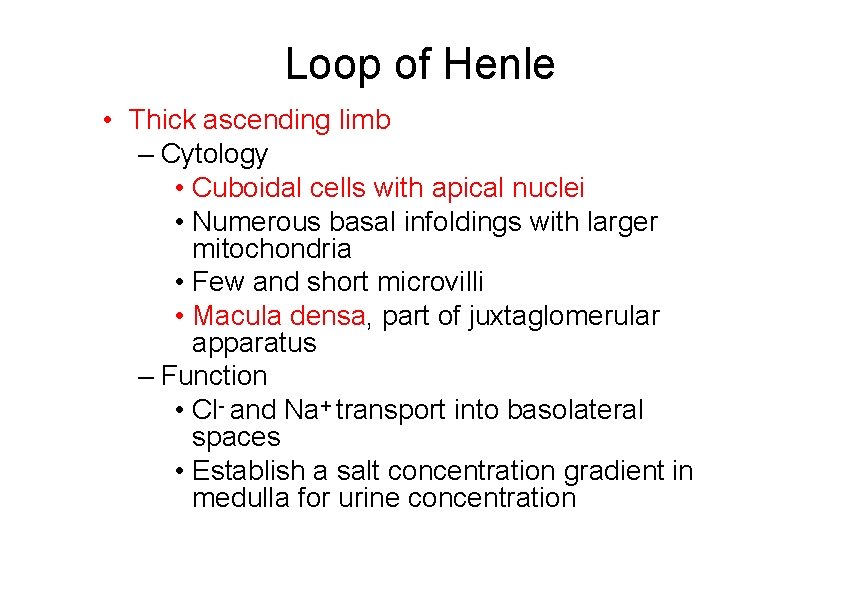 Loop of Henle • Thick ascending limb – Cytology • Cuboidal cells with apical