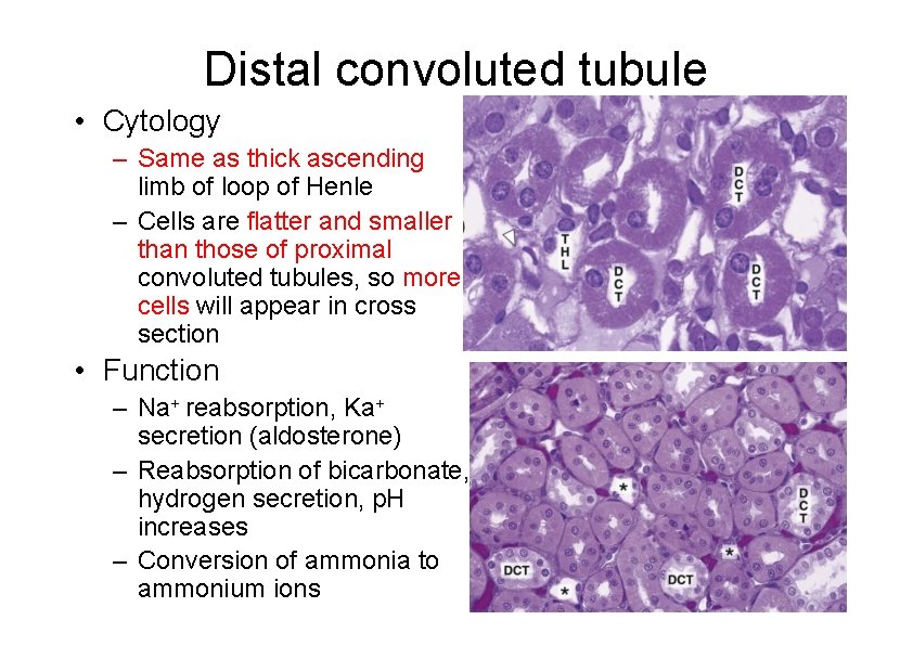 Distal convoluted tubule • Cytology – Same as thick ascending limb of loop of