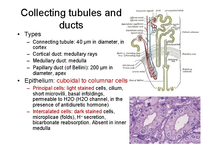 Collecting tubules and ducts • Types – Connecting tubule: 40 µm in diameter, in