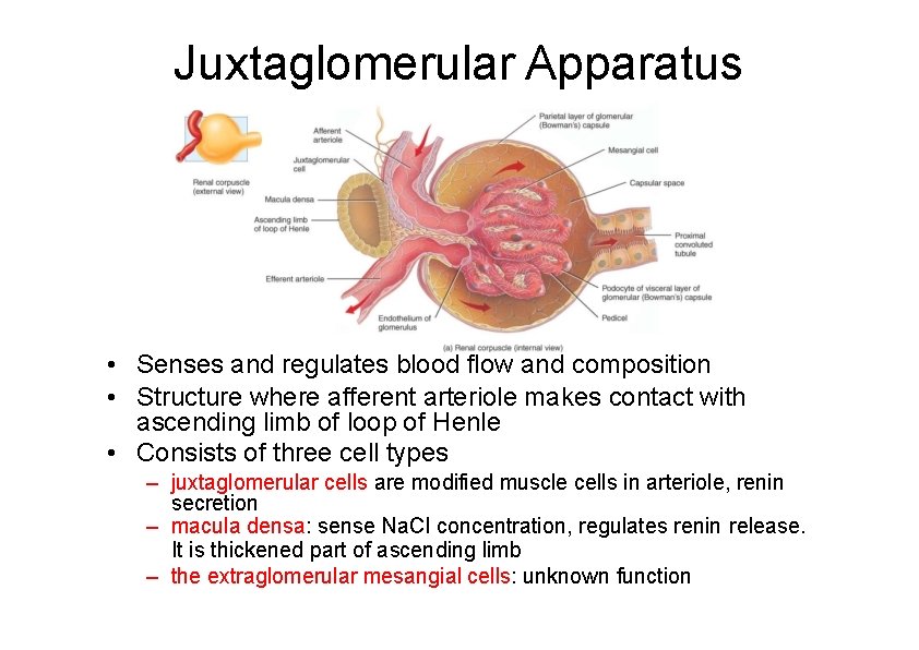 Juxtaglomerular Apparatus • Senses and regulates blood flow and composition • Structure where afferent