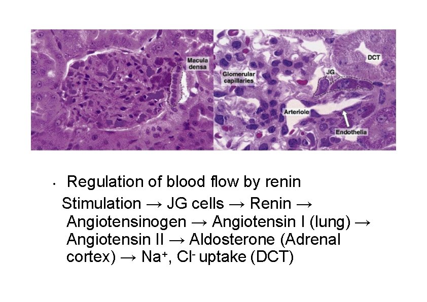  • Regulation of blood flow by renin Stimulation → JG cells → Renin