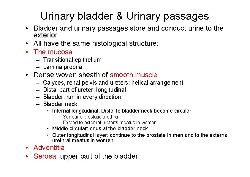 Urinary bladder & Urinary passages • Bladder and urinary passages store and conduct urine