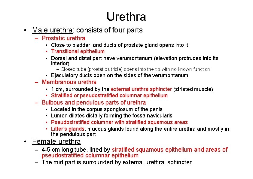 Urethra • Male urethra: consists of four parts – Prostatic urethra • Close to