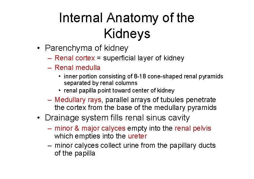 Internal Anatomy of the Kidneys • Parenchyma of kidney – Renal cortex = superficial