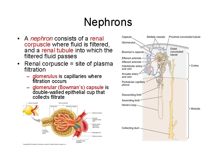 Nephrons • A nephron consists of a renal corpuscle where fluid is filtered, and