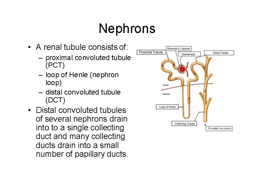 Nephrons • A renal tubule consists of: – proximal convoluted tubule (PCT) – loop