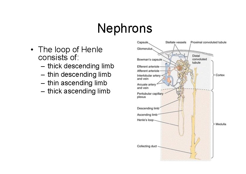 Nephrons • The loop of Henle consists of: – – thick descending limb thin