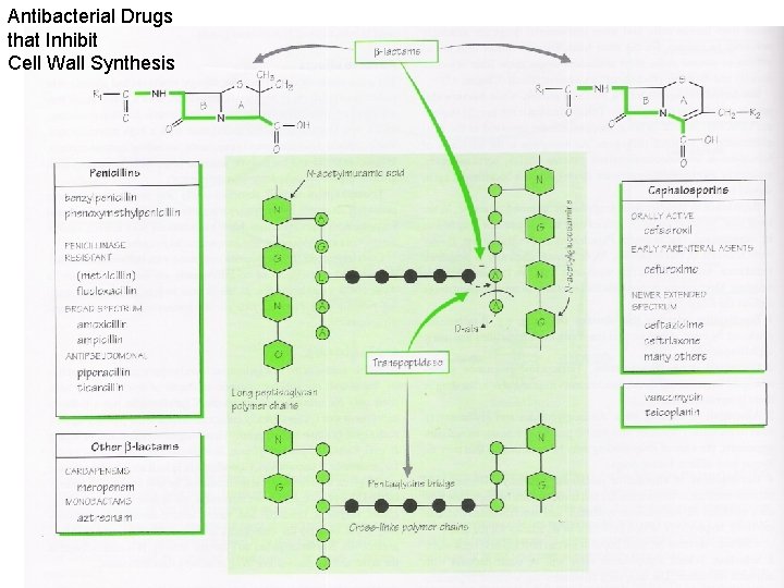 Antibacterial Drugs that Inhibit Cell Wall Synthesis 