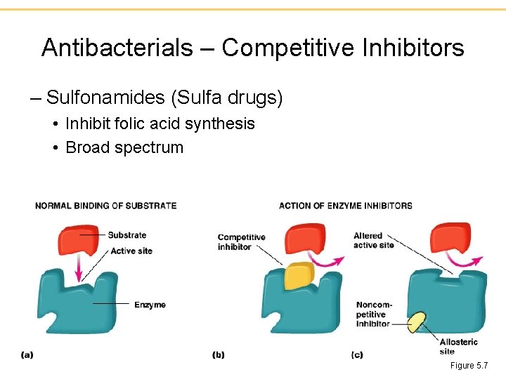Antibacterials – Competitive Inhibitors – Sulfonamides (Sulfa drugs) • Inhibit folic acid synthesis •