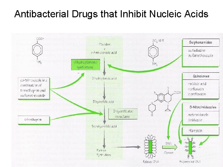 Antibacterial Drugs that Inhibit Nucleic Acids 