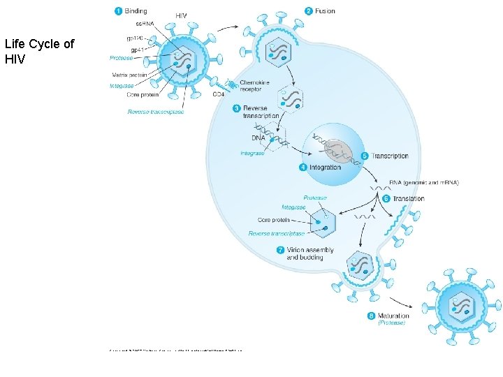 Life Cycle of HIV 