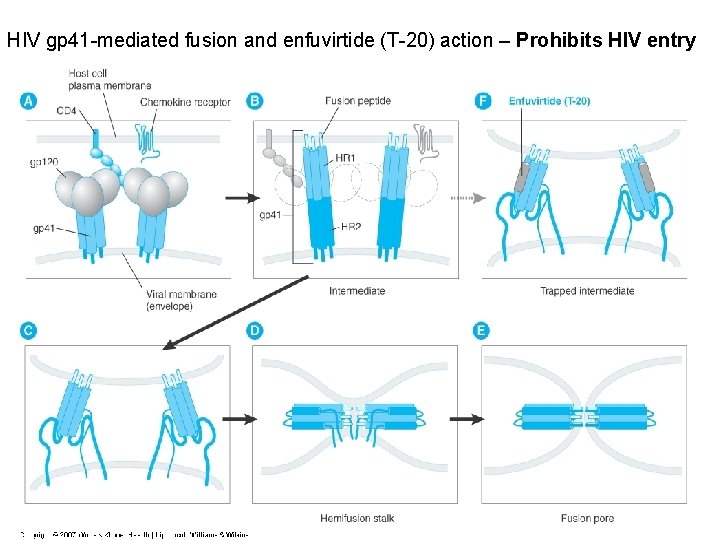 HIV gp 41 -mediated fusion and enfuvirtide (T-20) action – Prohibits HIV entry 