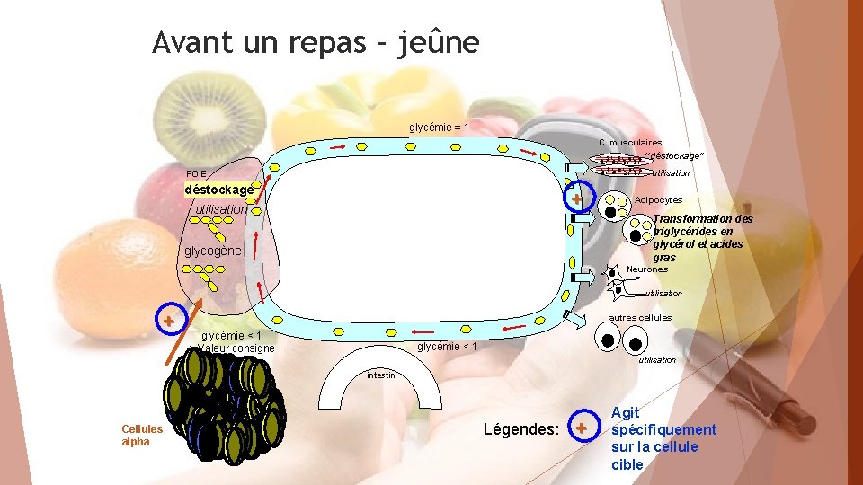 Avant un repas - jeûne glycémie = 1 C. musculaires ‘’déstockage’’ utilisation FOIE déstockage