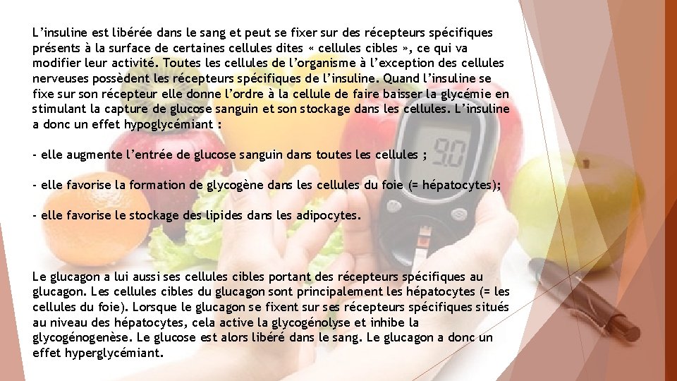 L’insuline est libérée dans le sang et peut se fixer sur des récepteurs spécifiques