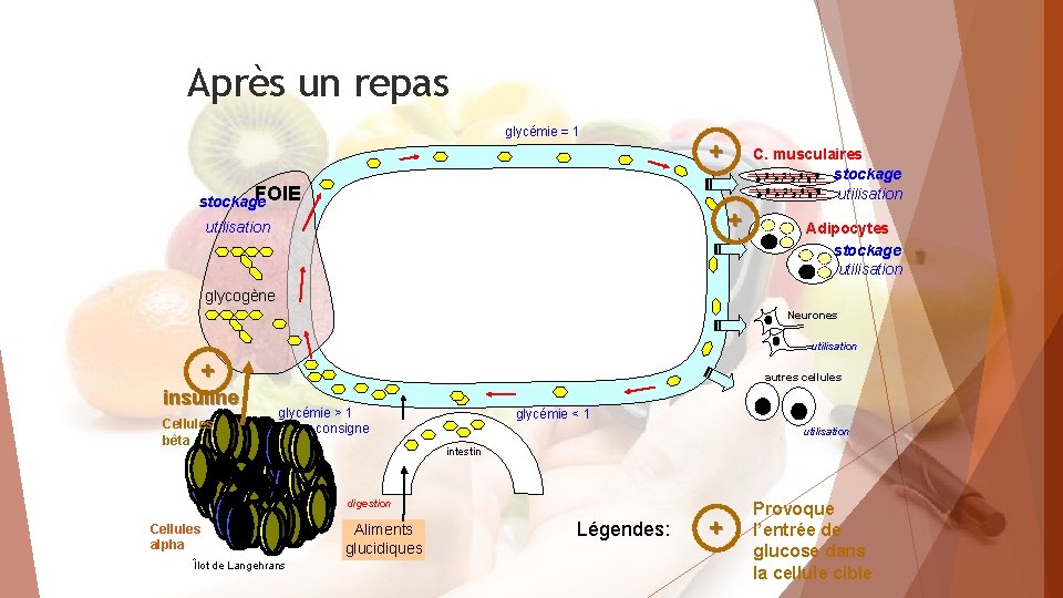 Après un repas glycémie = 1 + FOIE stockage C. musculaires stockage utilisation +