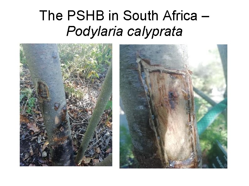 The PSHB in South Africa – Podylaria calyprata 