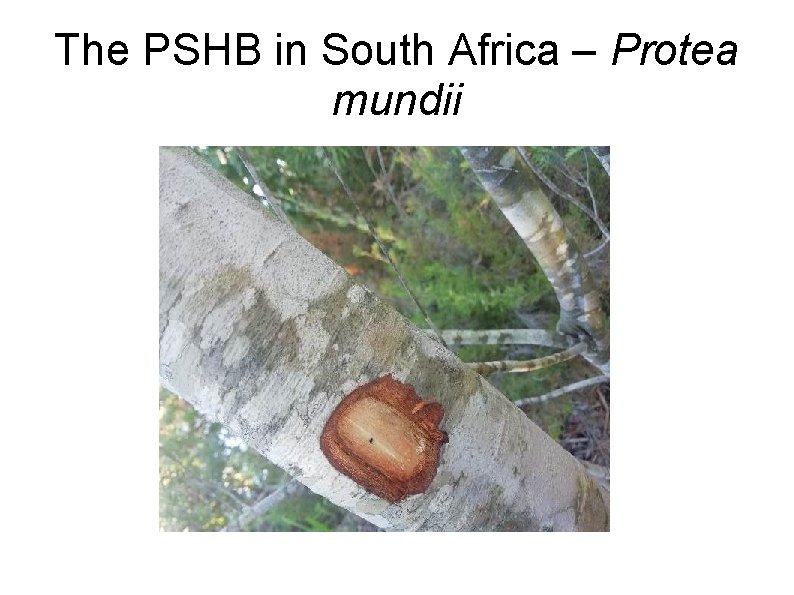 The PSHB in South Africa – Protea mundii 