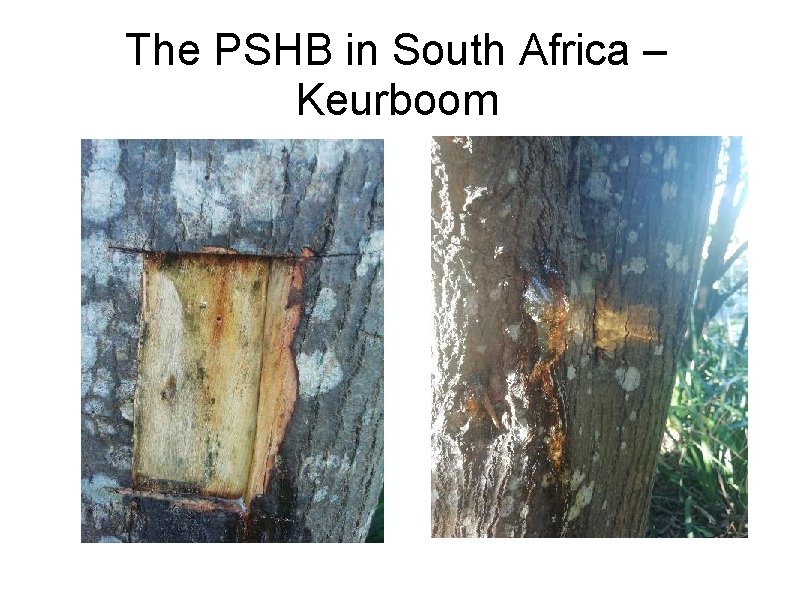 The PSHB in South Africa – Keurboom 