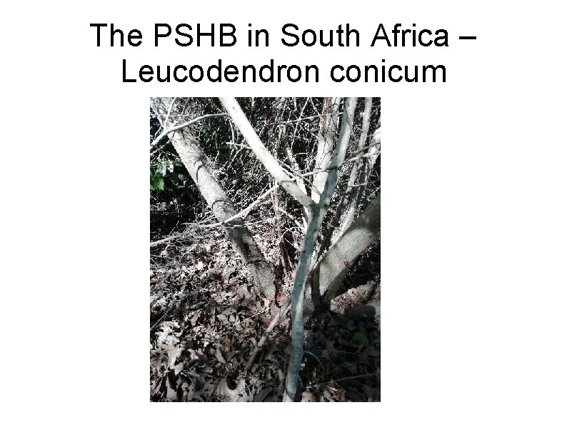 The PSHB in South Africa – Leucodendron conicum 