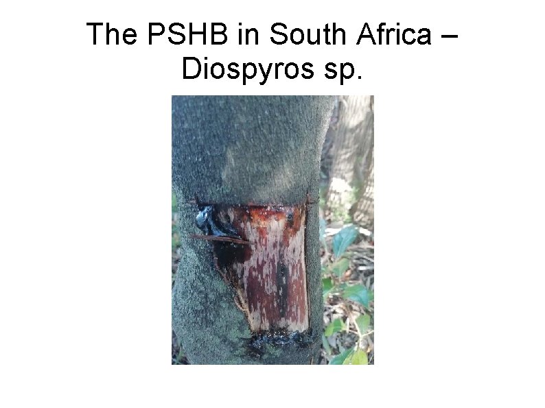 The PSHB in South Africa – Diospyros sp. 