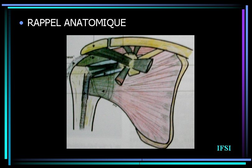  • RAPPEL ANATOMIQUE IFSI 