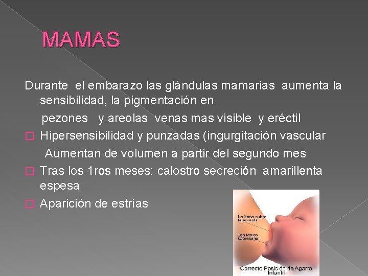 MAMAS Durante el embarazo las glándulas mamarias aumenta la sensibilidad, la pigmentación en pezones