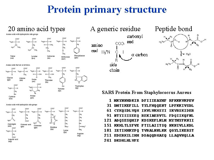 Protein primary structure 20 amino acid types A generic residue Peptide bond SARS Protein