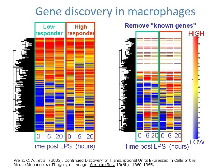 Gene discovery in macrophages Wells, C. A. , et al. (2003). Continued Discovery of
